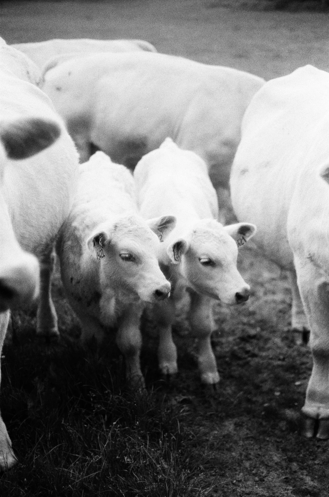 Photo argentique noir et blanc
